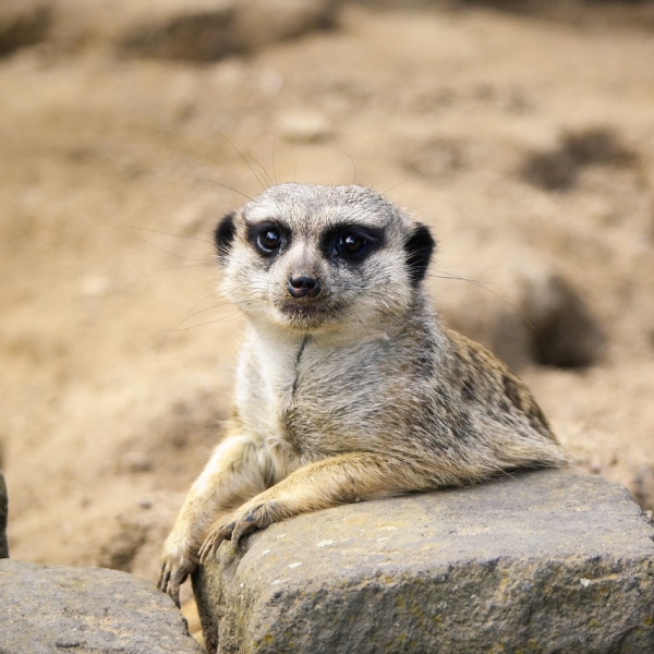 Dive into the Wild: Experience the New "Conservation Crisis" Escape Room at Escapism Chester